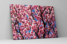 Obraz Ružové kvety na konároch stromu 1366